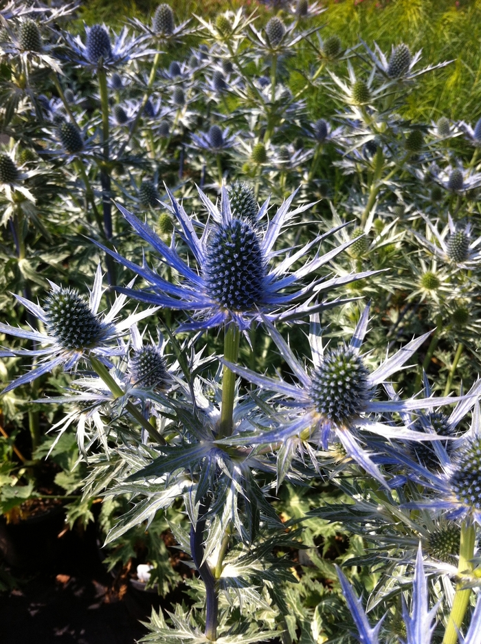 Sea Holly - Eryngium zabellii 'Big Blue' from EC Browns Nursery