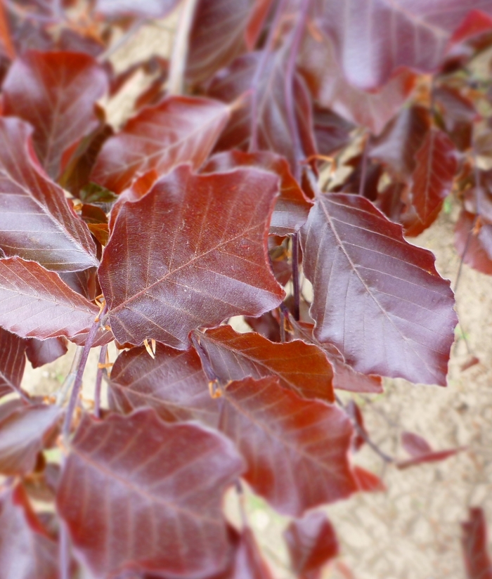 River's Beech - Fagus sylvatica 'Riversii' from EC Browns Nursery