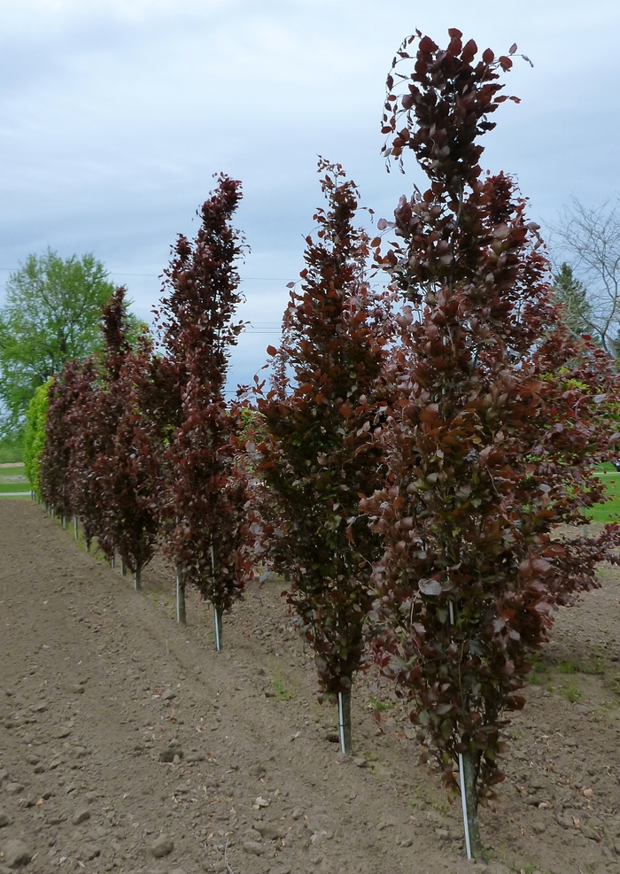 Dawyk Purple Beech - Fagus sylvatica 'Dawyck Purple' from EC Browns Nursery