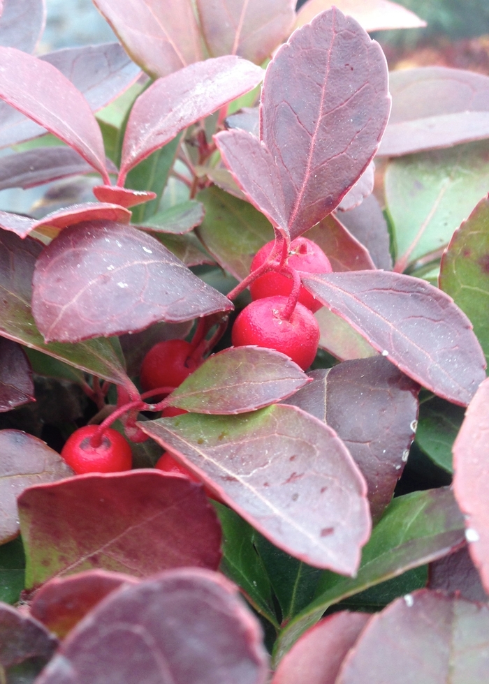 Wintergreen - Gaultheria procumbens from EC Browns Nursery