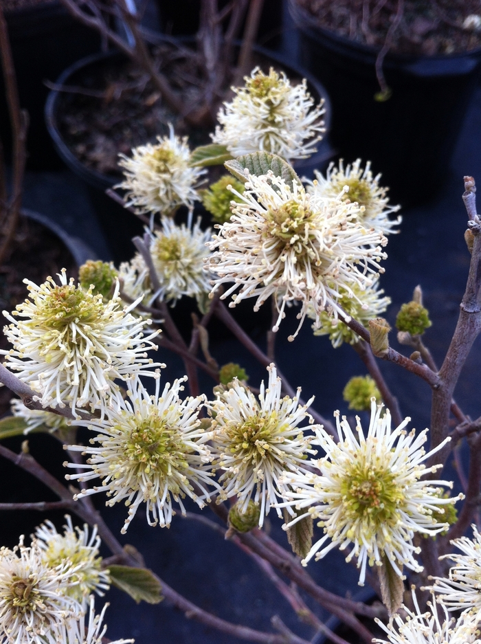 Dwarf Fothergilla - Fothergilla gardenii from EC Browns Nursery