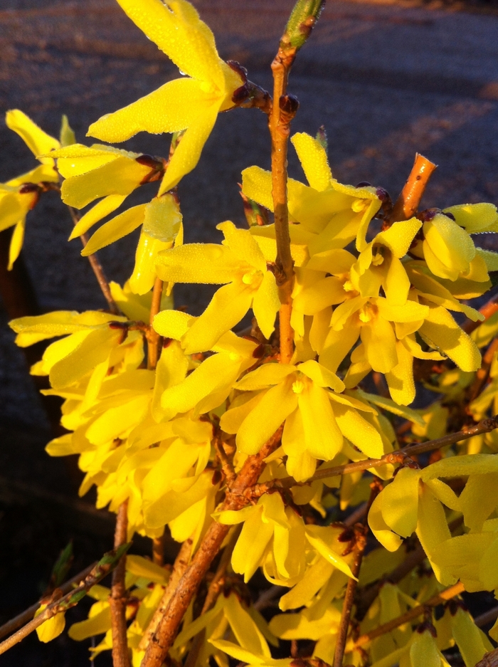 Northern Gold Forsythia - Forsythia ovata 'Northern Gold' from EC Browns Nursery