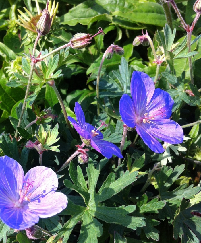 Johnsons Blue Cranesbill - Geranium 'Johnson's Blue' from EC Browns Nursery