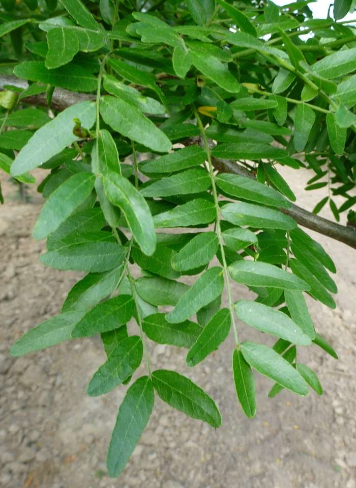 Northern Acclaim Honeylocust - Gleditsia triacanthos var. inermis from EC Browns Nursery