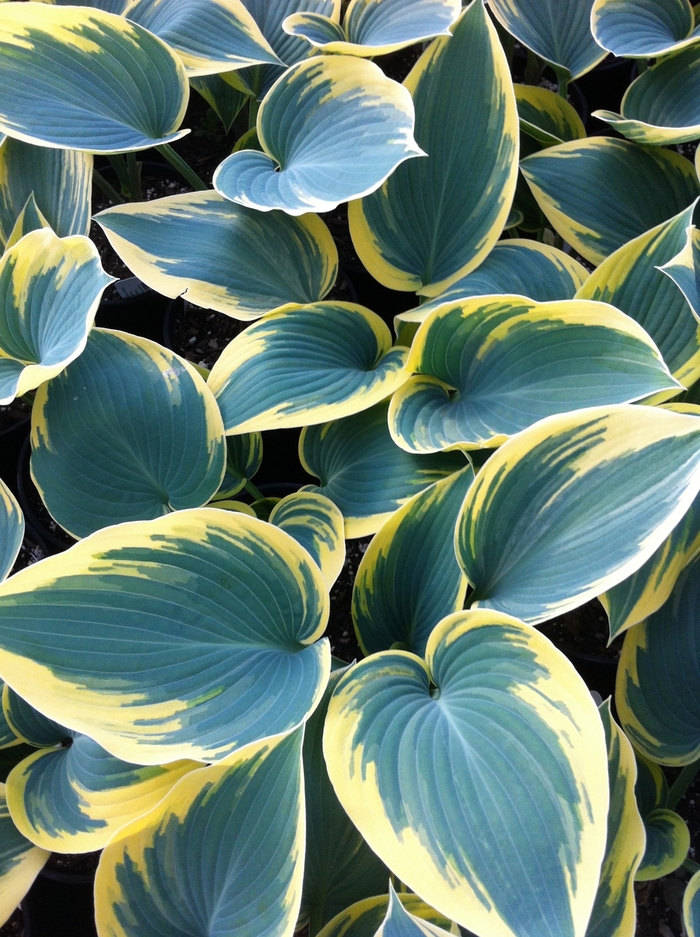 First Frost Hosta, Plantain Lily - Hosta 'First Frost' (Hosta, Plantain Lily) from EC Browns Nursery