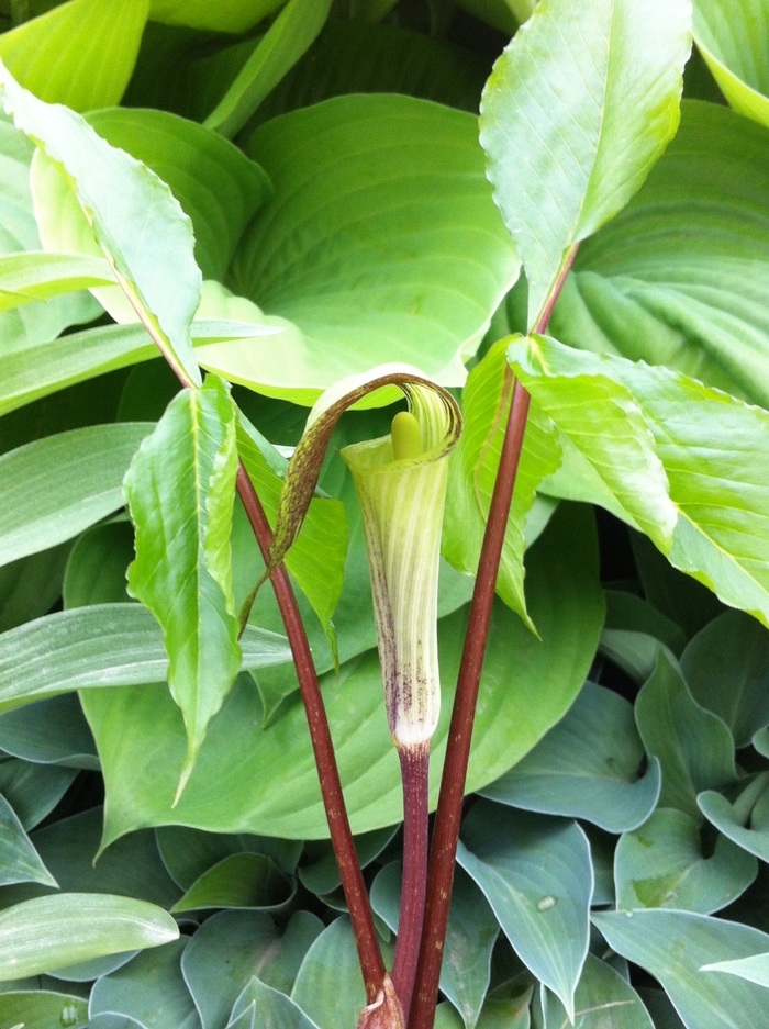 Jack in the Pulpit - Arisaema triphyllum from EC Browns Nursery