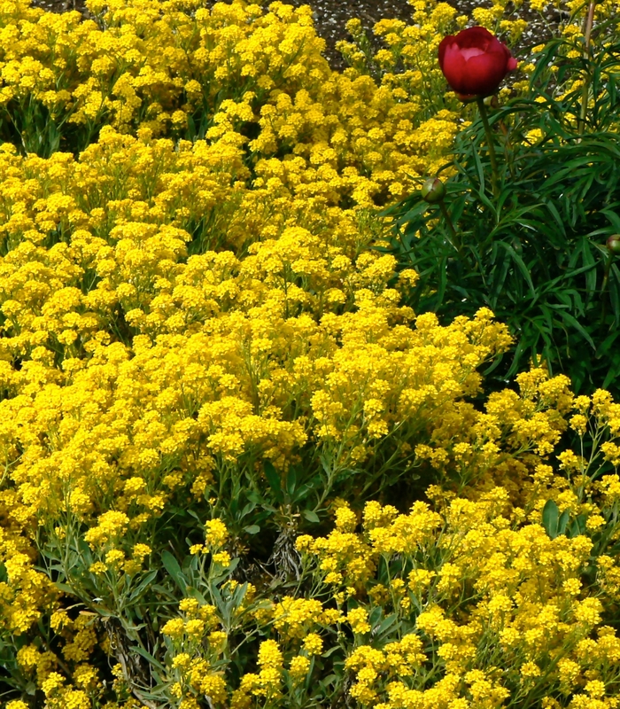 Basket of Gold - Alyssum saxatile 'Compacta' from EC Browns Nursery