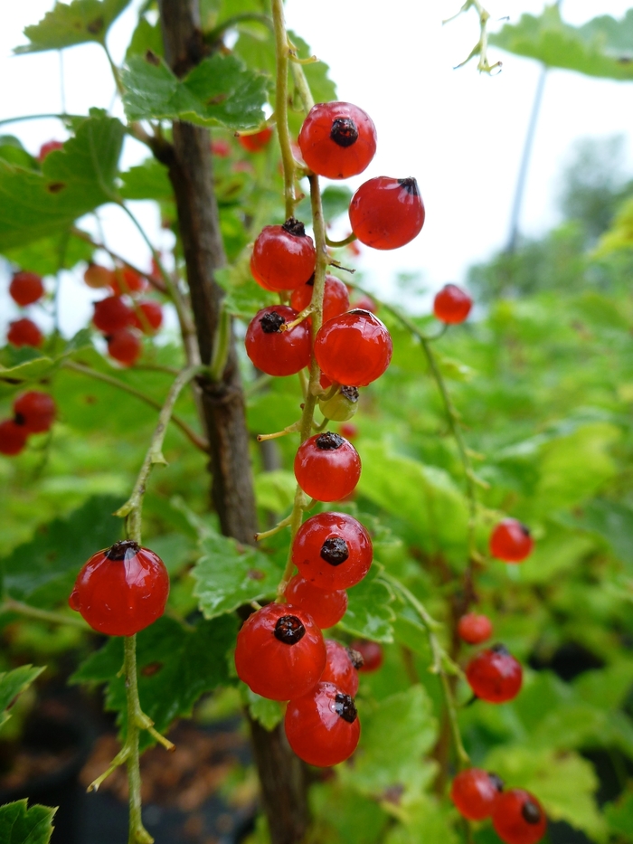 Red Lake Currant - Currant 'Red Lake' from EC Browns Nursery