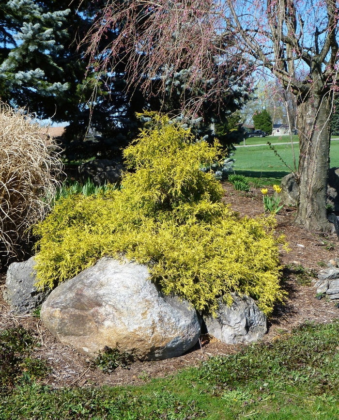 Golden Mop Threadleaf Falsecypress - Chamaecyparis pisifera 'Mops' from EC Browns Nursery
