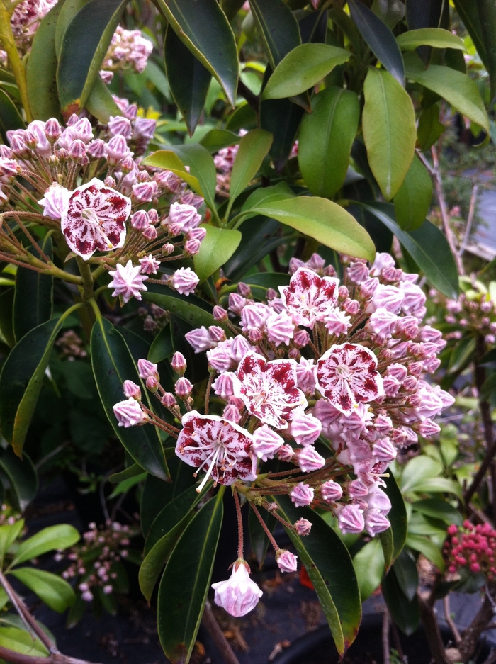 Carousel Mountain Laurel - Kalmia latifolia 'Carousel' from EC Browns Nursery