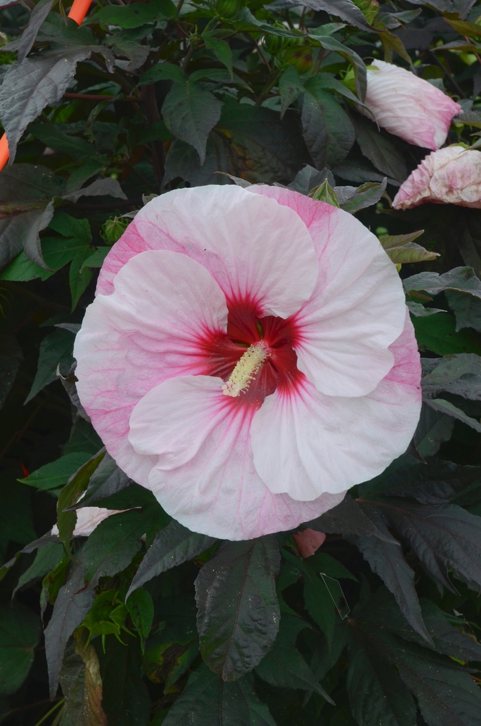 Summerific&reg; 'Perfect Storm' - Hibiscus hybrid from EC Browns Nursery