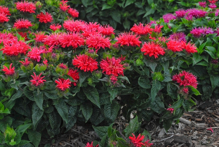 Bee Balm - Monarda hybrid 'Pardon My Cerise' from EC Browns Nursery