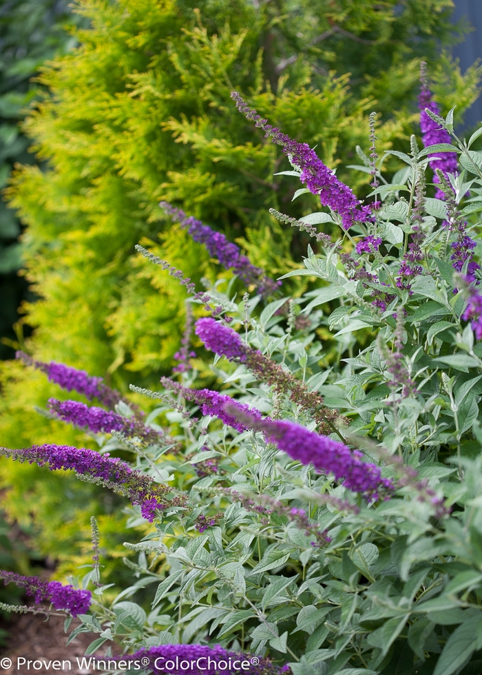 'Miss Violet' - Buddleia davidii from EC Browns Nursery