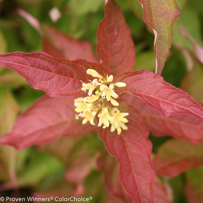 Kodiak&reg; Bush Honeysuckle - Diervilla rivularis 'Kodiak&reg; Orange' from EC Browns Nursery