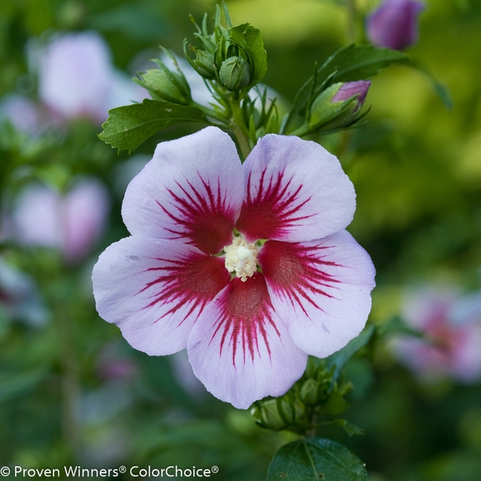 Orchid Satin&reg; Rose of Sharon - Hibiscus syriacus 'ILVO347' PP27285, CBR5722 (Rose of Sharon) from EC Browns Nursery