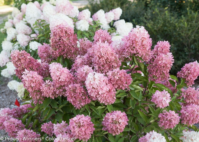 Zinfin Doll&reg; - Hydrangea paniculata from EC Browns Nursery