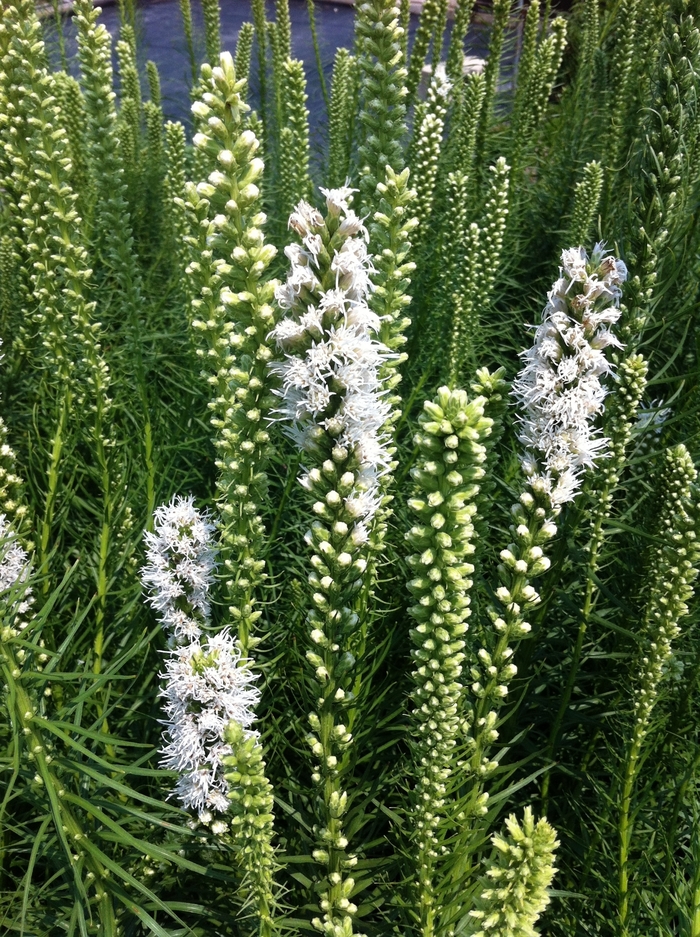 Blazing Star - Liatris spicata 'Floristan White' from EC Browns Nursery