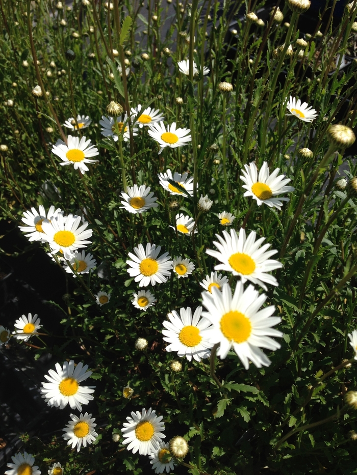 Oxeye Daisy - Leucanthemum vulgare from EC Browns Nursery