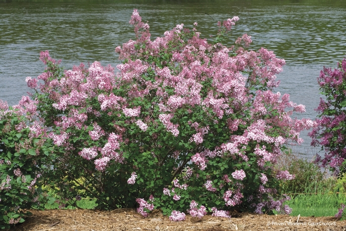 Bloomerang&reg; 'Pink Perfume' - Syringa x from EC Browns Nursery