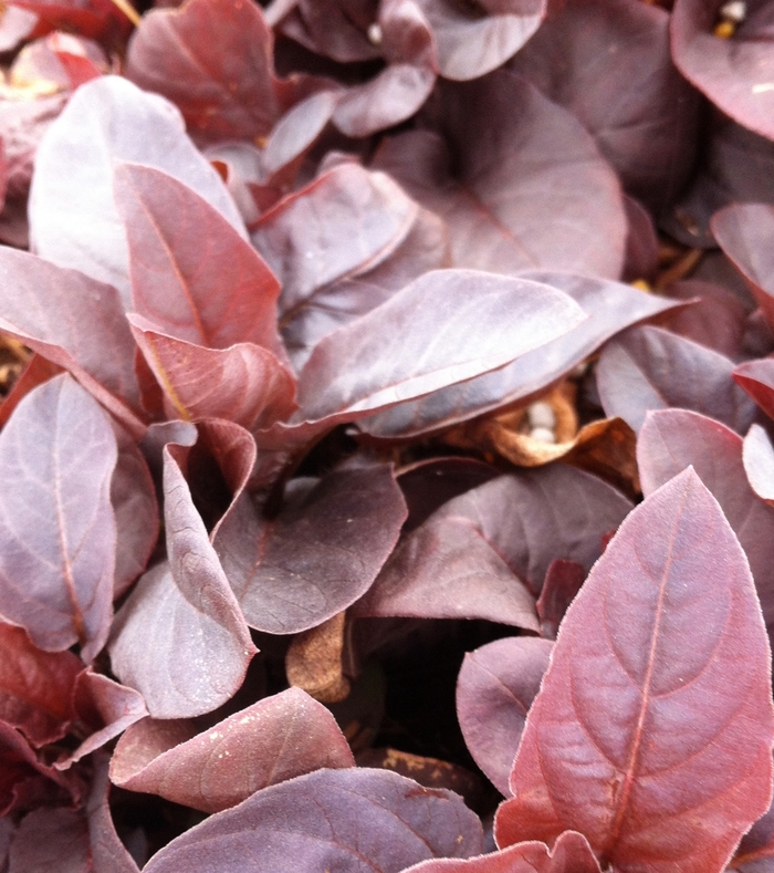 Fringe Loosestrife - Lysimachia ciliata 'Firecracker' from EC Browns Nursery