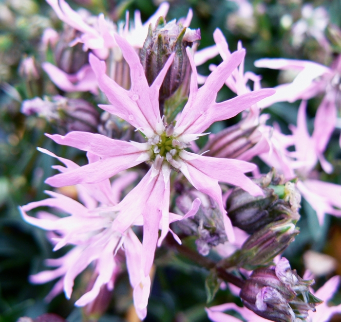 Flower of Jove - Lychnis flos-cuculi 'Nana' from EC Browns Nursery
