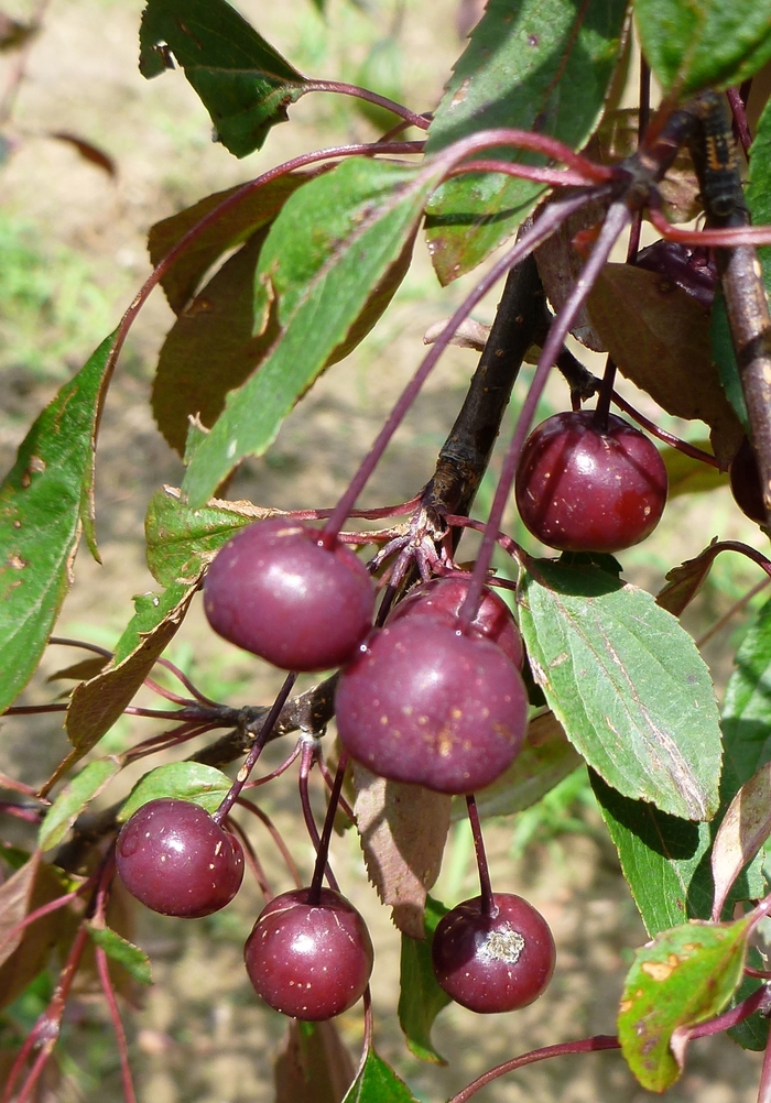 Royal Beauty Crabapple - Malus 'Royal Beauty' from EC Browns Nursery