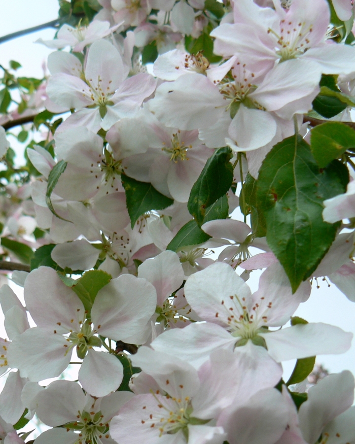 'Red Jade ' Weeping Crabapple - Malus hybrid 'Red Jade' from EC Browns Nursery