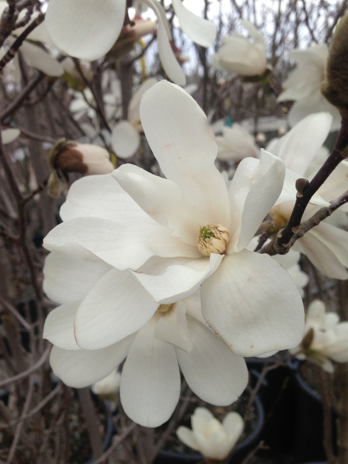 'Merrill' ' - Magnolia x loebneri ' from EC Browns Nursery