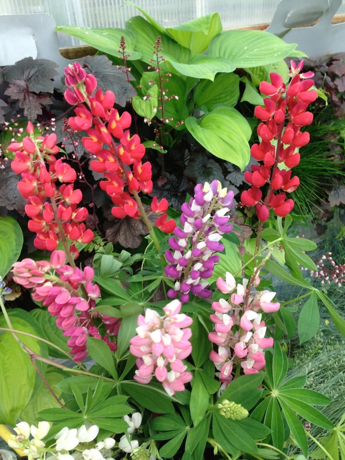 'Russell Mix' Lupine - Lupinus polyphyllus from EC Browns Nursery