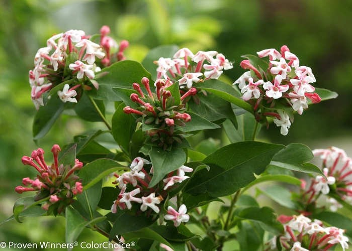 Color Choice® Sweet Emotion® - Abelia mosanensis 'SMNAMDS' PP27370 CPBR5937 from EC Browns Nursery