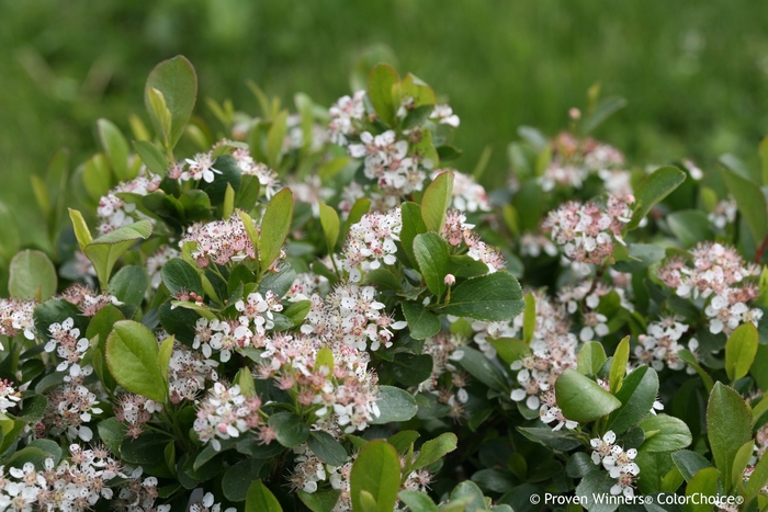 Low Scape Mound® - Aronia melanocarpa 'UCONNAM165' PP28789 CBRAF from EC Browns Nursery