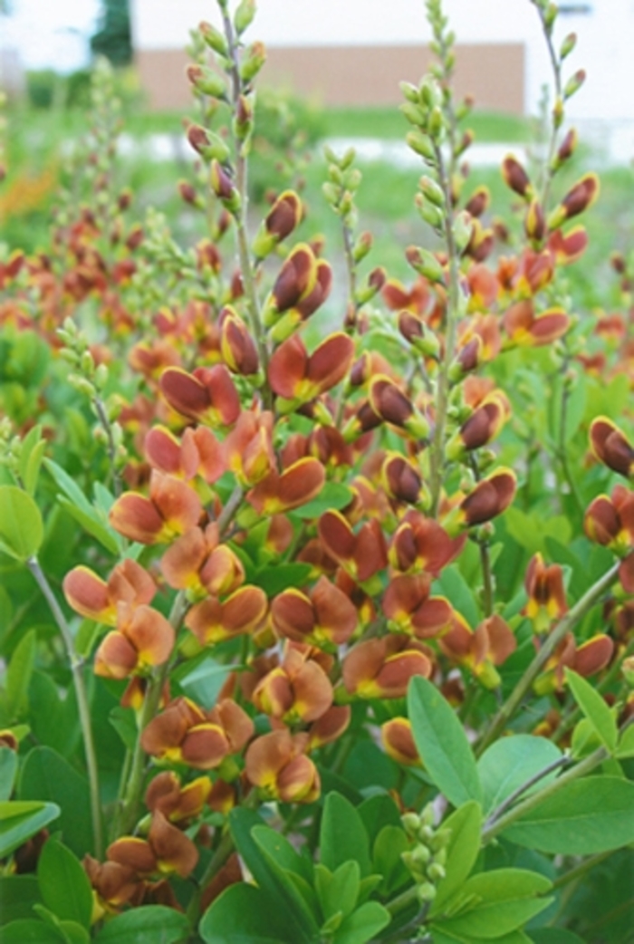Decadence® False Indigo - Baptisia hybrid 'Decadence® Cherries Jubilee' from EC Browns Nursery