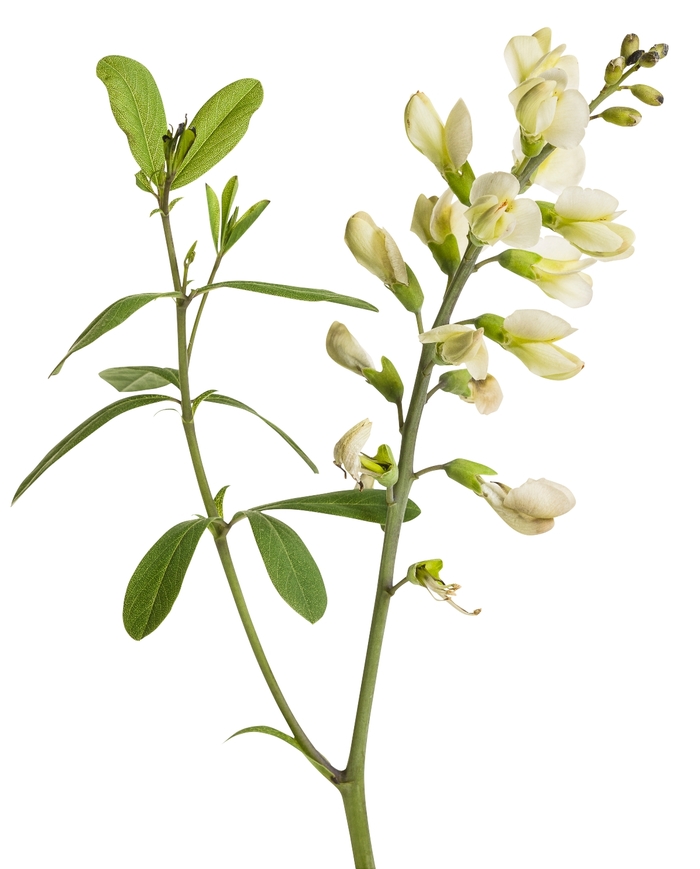 Decadence&reg; 'Vanilla Cream' - Baptisia hybrid from EC Browns Nursery