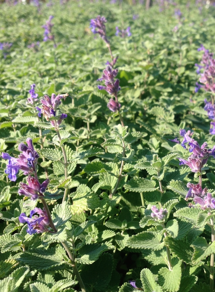 Catmint - Nepeta 'Early Bird' from EC Browns Nursery