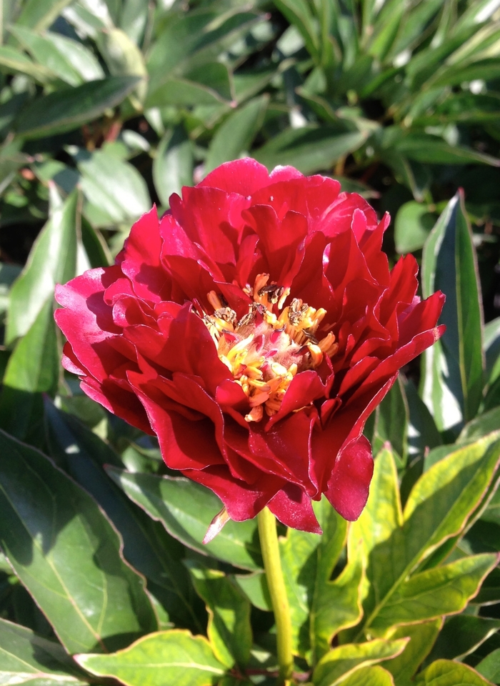 'Buckeye Belle' Peony - Paeonia from EC Browns Nursery