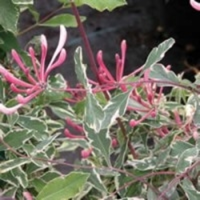 Honeysuckle - Graham Thomas Woodbine from EC Browns Nursery