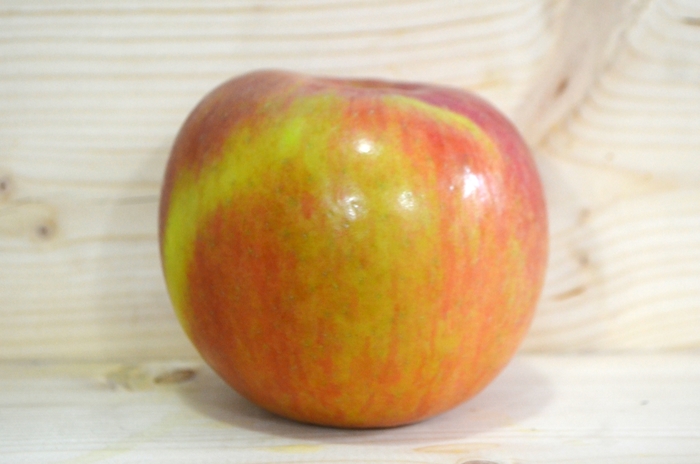 Fuji Apple - Apple 'Fuji' from EC Browns Nursery