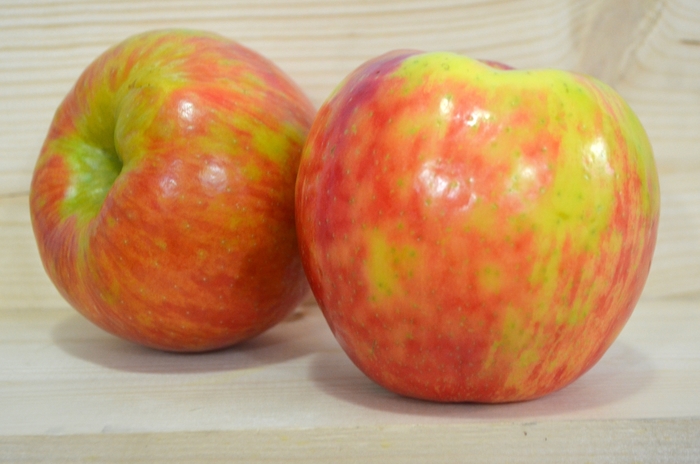 Honeycrisp Apple - Apple 'Honeycrisp' from EC Browns Nursery