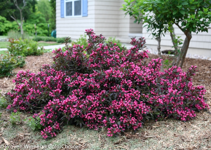 Weigela - Weigela florida 'Spilled Wine' from EC Browns Nursery