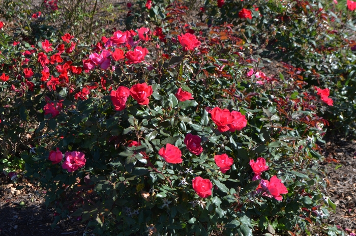 Red Knock Out&reg; - Rosa 'Radrazz' (Shrub Rose) from EC Browns Nursery