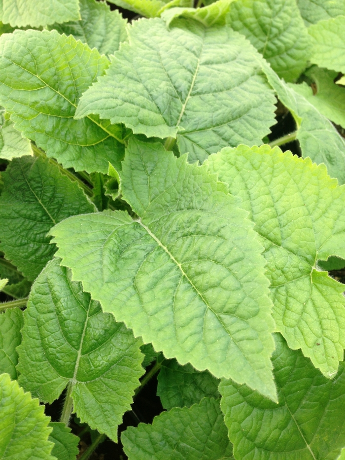 Japanese Yellow Sage - Salvia koyamae from EC Browns Nursery