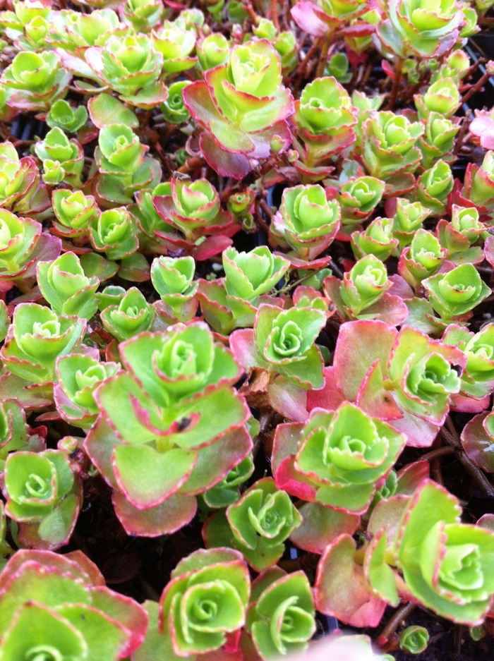 'Dragon's Blood' - Sedum spurium from EC Browns Nursery