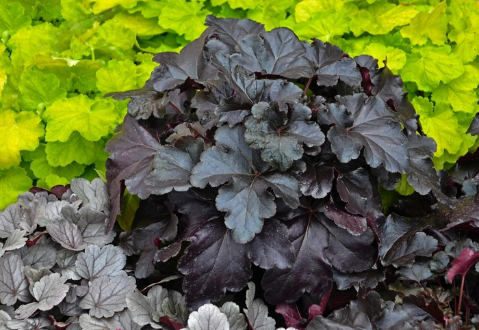 Primo&reg; 'Black Pearl' - Heuchera hybrid from EC Browns Nursery