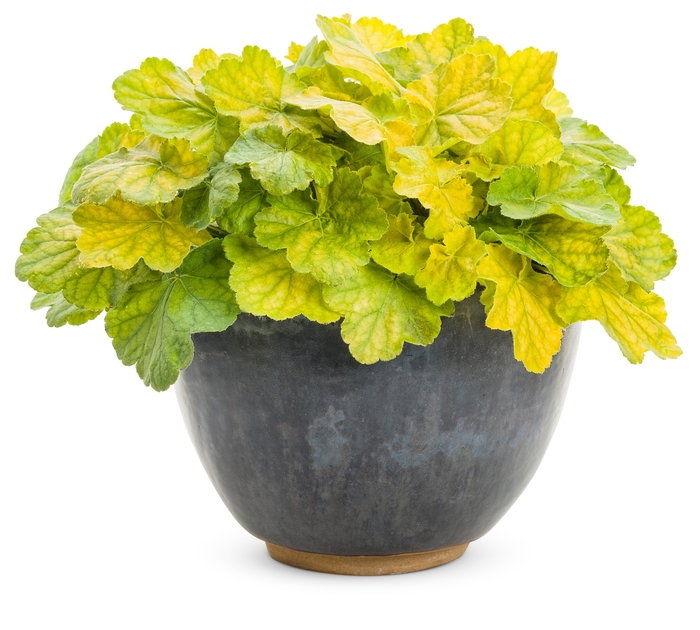 Primo&trade; 'Pretty Pistachio' - Heuchera hybrid from EC Browns Nursery