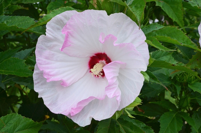 Summerific&reg; 'Ballet Slippers' - Hibiscus hybrid from EC Browns Nursery