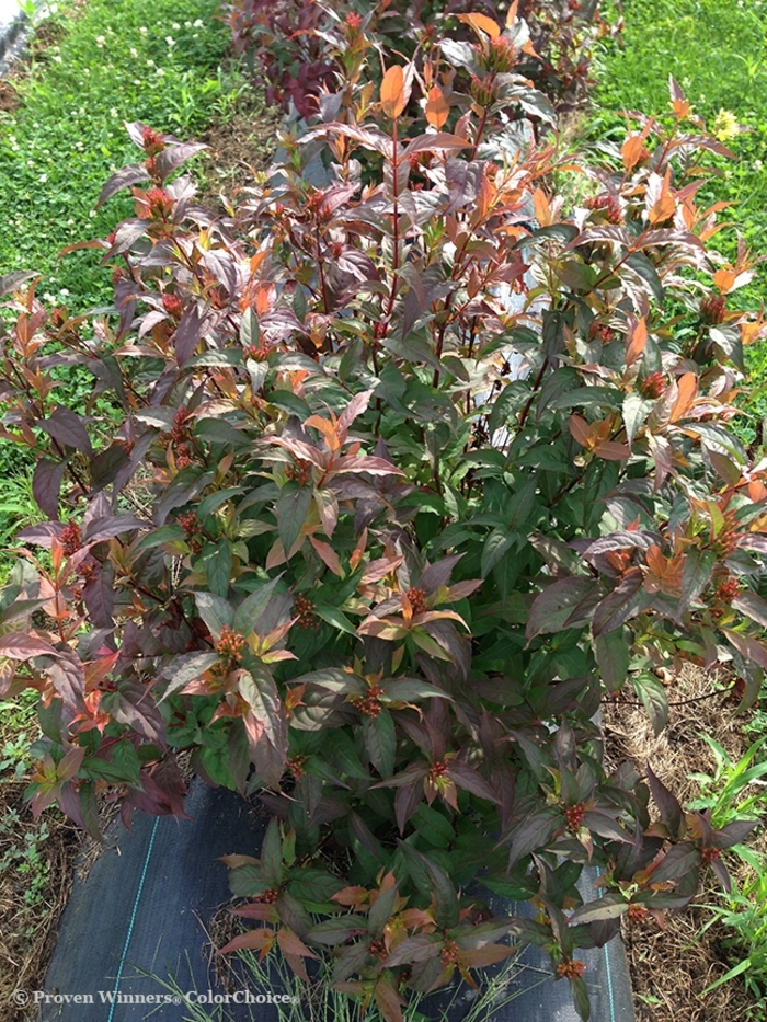 Kodiak® 'Red' - Diervilla (Bush Honeysuckle) from EC Browns Nursery