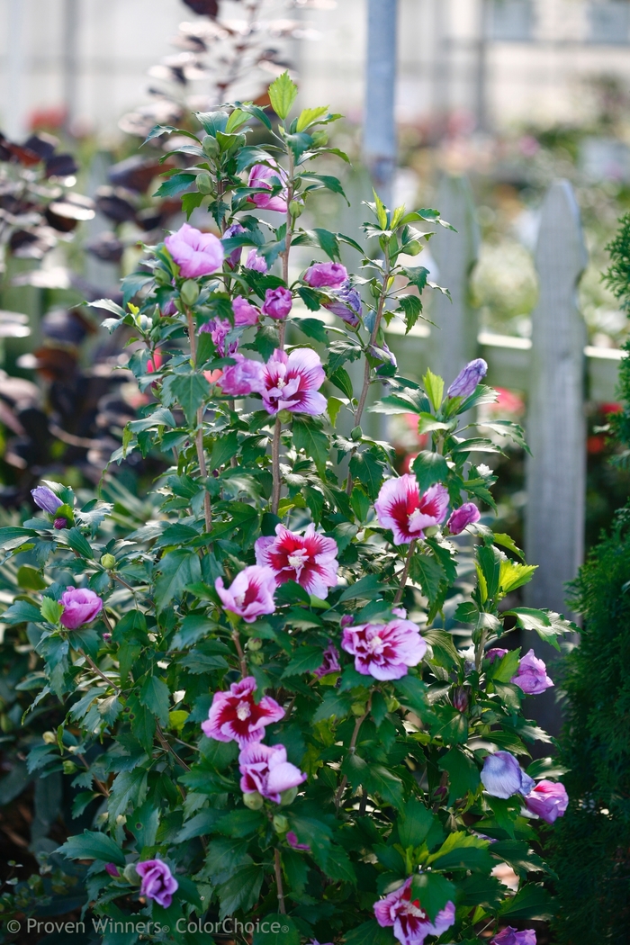 Purple Pillar&reg; - Hibiscus syriacus from EC Browns Nursery