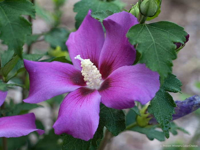 Rose of Sharon - Hibiscus syriacus 'ILVOPS' PP28839 CBR6189 (Rose of Sharon) from EC Browns Nursery