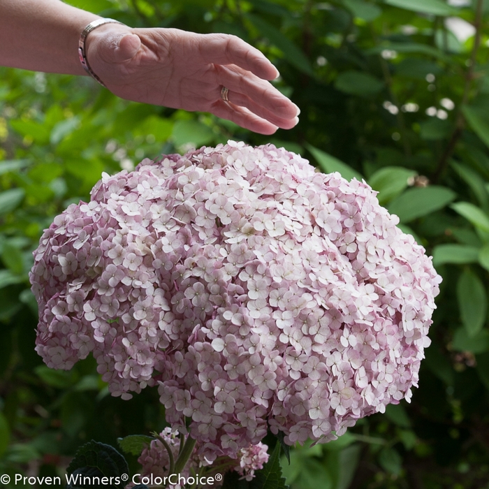 Smooth Hydrangea - Hydrangea arborescens 'Incrediball® Blush' from EC Browns Nursery