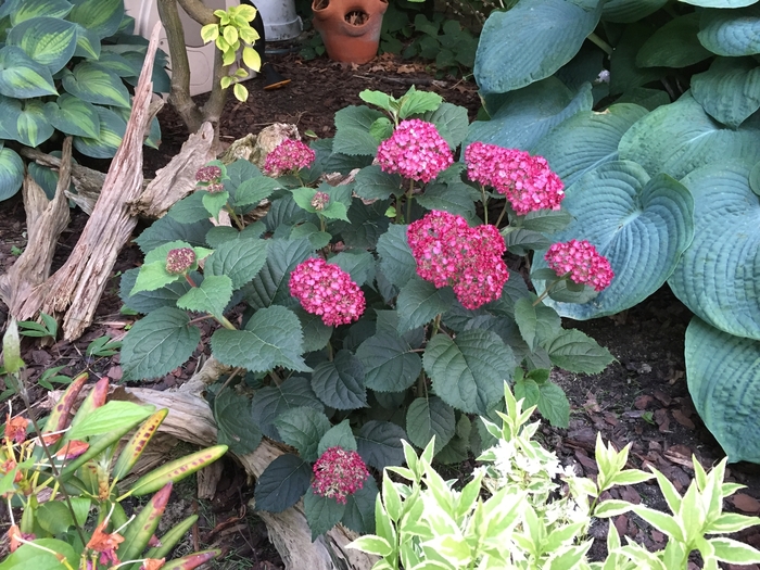 Invincibelle® Ruby - Hydrangea arborescens from EC Browns Nursery